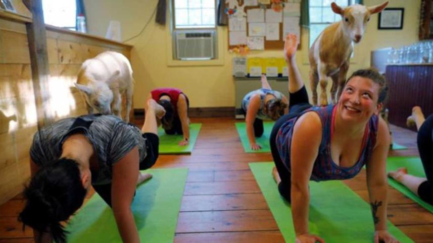 Goat-yogaWB.jpg