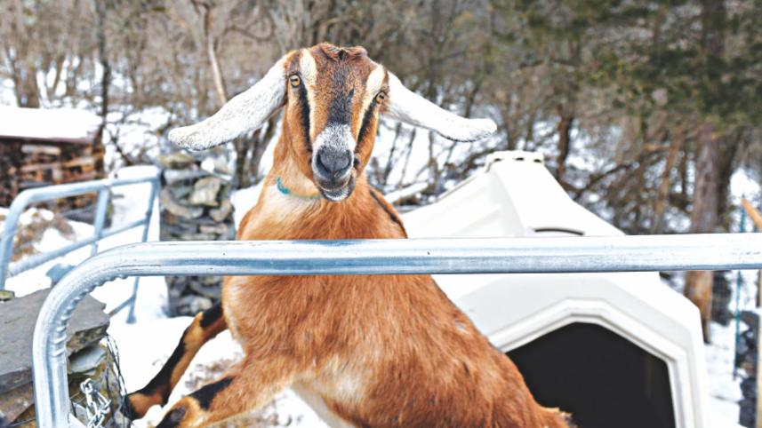 goat mayor.jpg