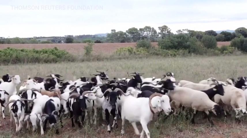goats and sheep.jpg