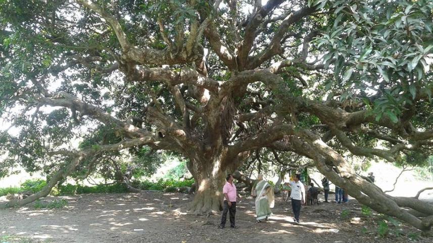 Gopalgong 100 years old mango tree.pic-2.jpg