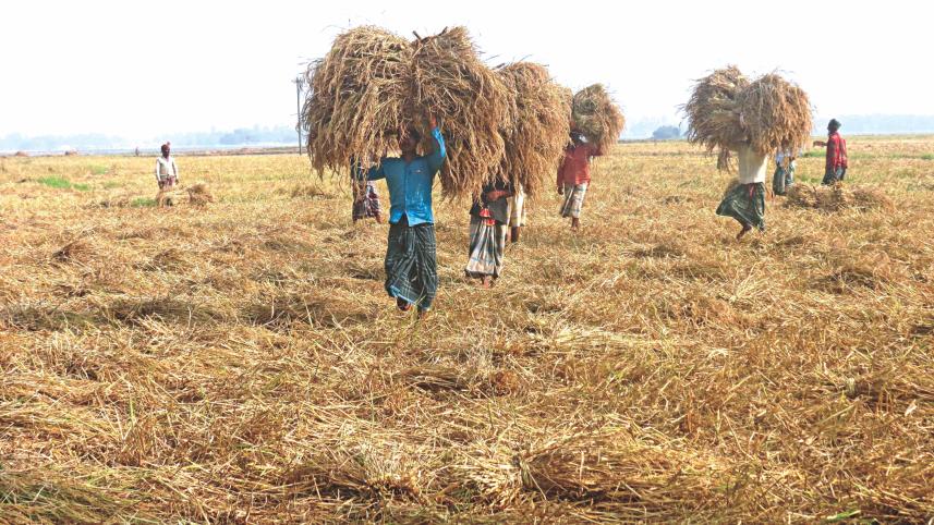 Govt’s aman purchase.jpg