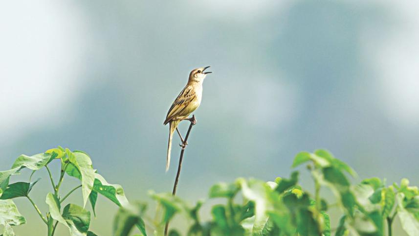 grassbird.jpg