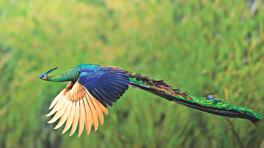 Green Peafowl.jpg