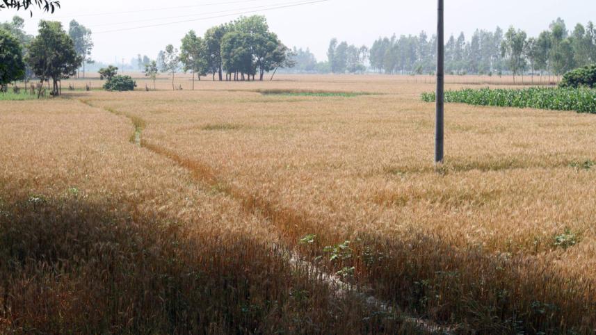 Growing wheat plants.jpg