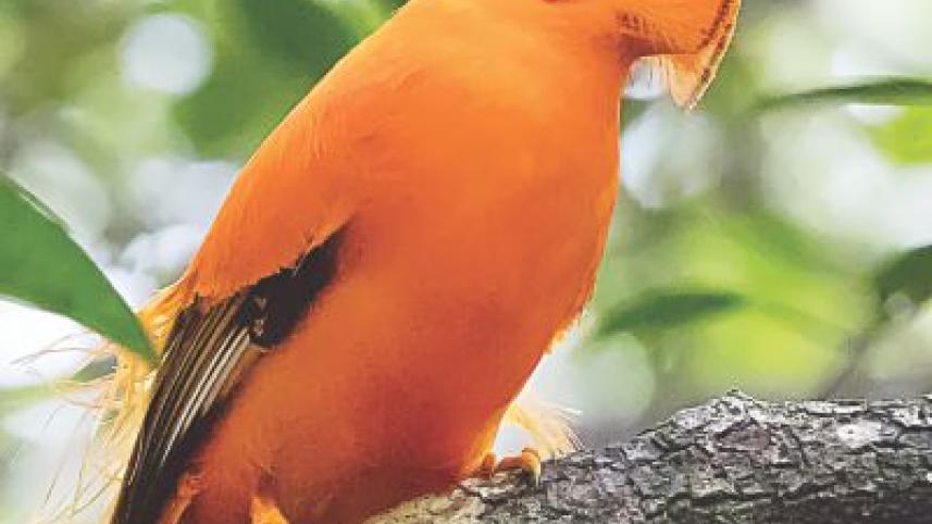 Guaianan cock-of-the-rock.jpg