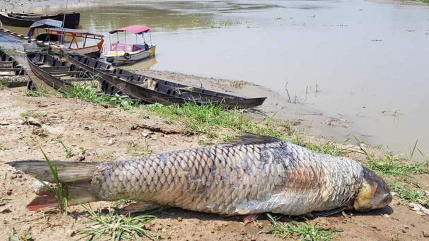 Halda broodfish peril.jpg