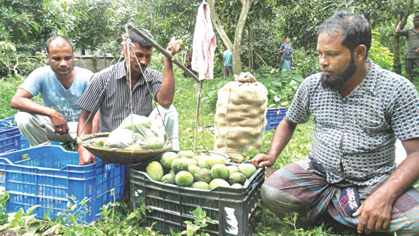 haribhanga mango.jpg