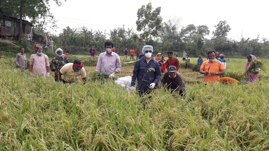 Harvest.jpg