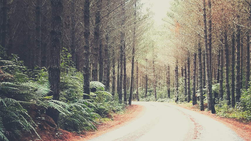 Has young adult fantasy become rote as a genre .png