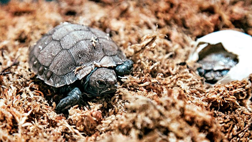 hatchling of the Asian Giant Tortoise.jpg