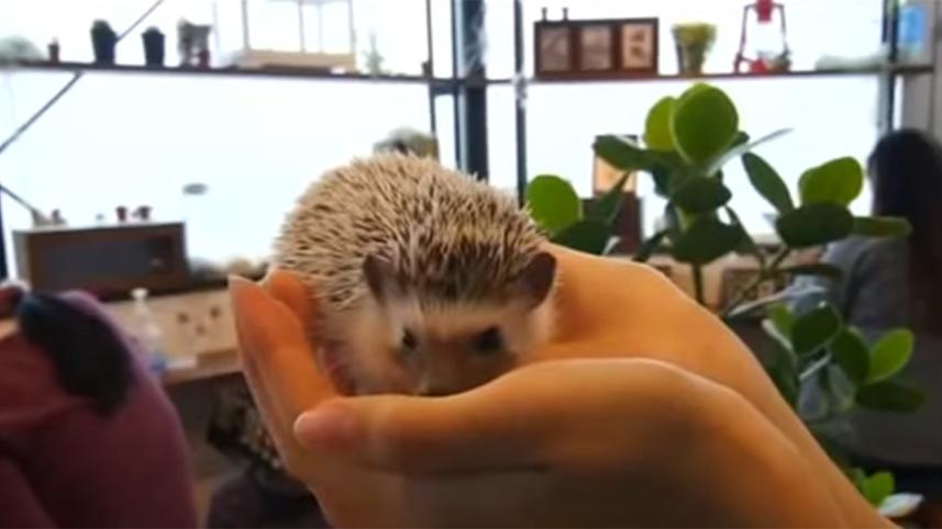 Hedgehog-Japan-web.jpg