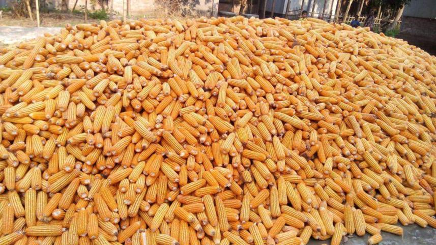 High yield maize.jpg