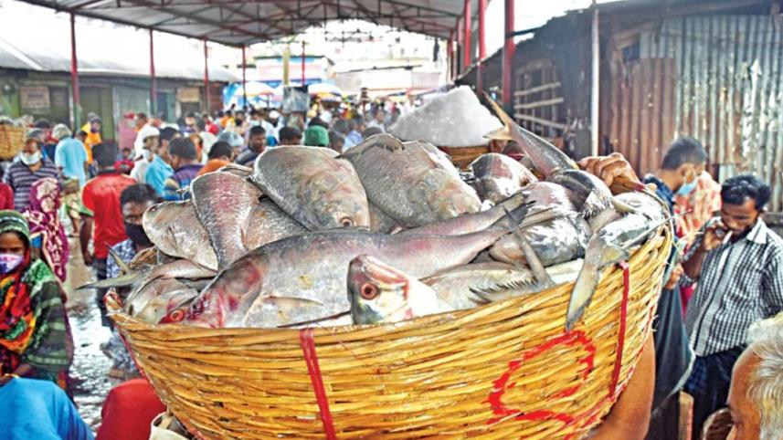 Ban on ilish catching