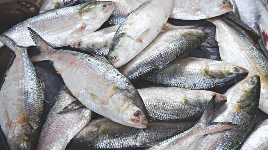 hilsa ban in bangladesh