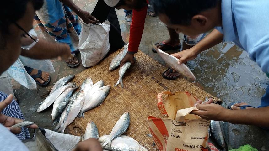 hilsha fish 1.jpg