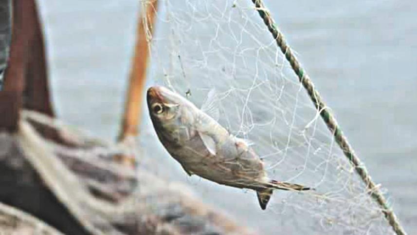 hilsha netting.jpg