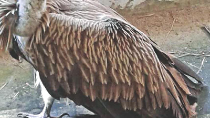 Himalayan vulture.jpg