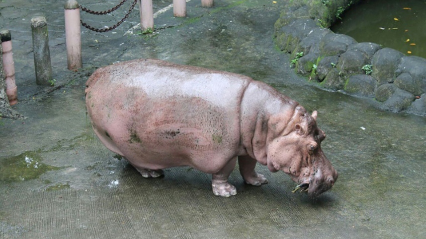 Hippo-web.jpg