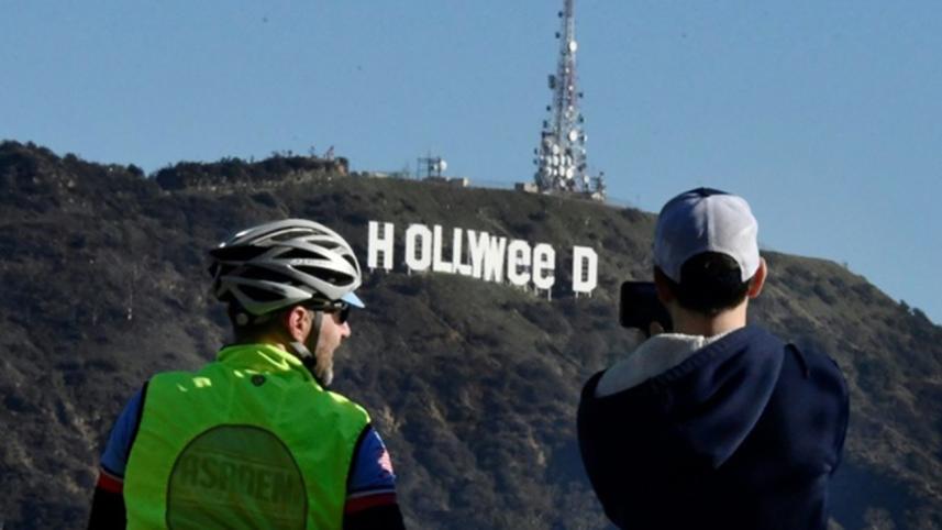 hollyweed-web.jpg