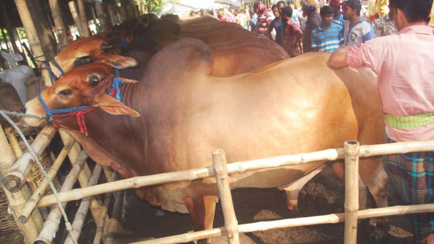 home-reared cattle.jpg