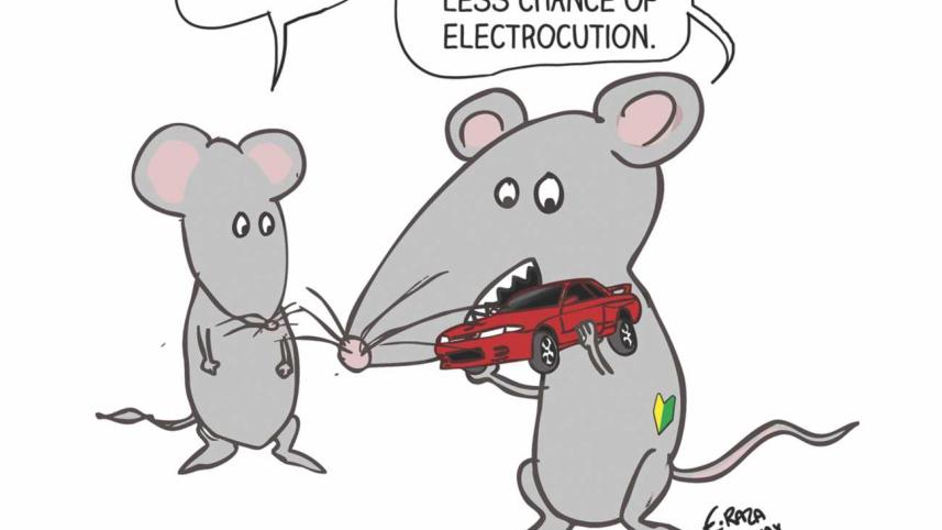 How to stop rats from eating your car