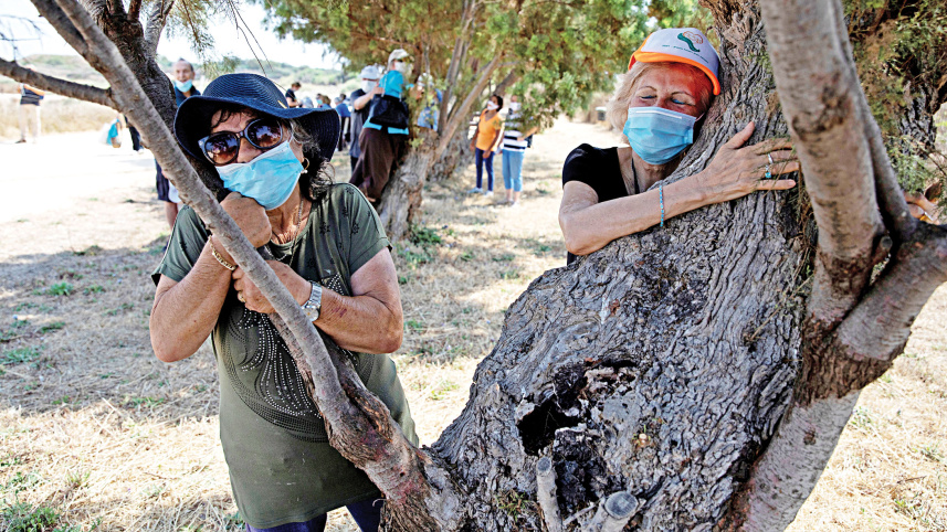Hugging-tree-Israel.jpg