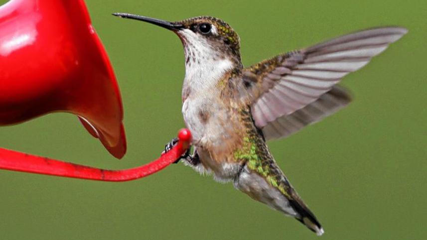 Hummingbird-1-web.jpg