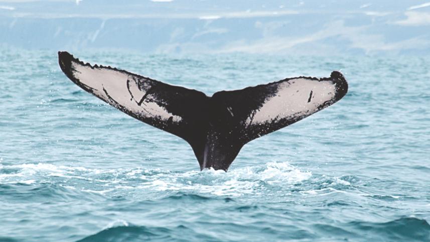 humpback whale.jpg