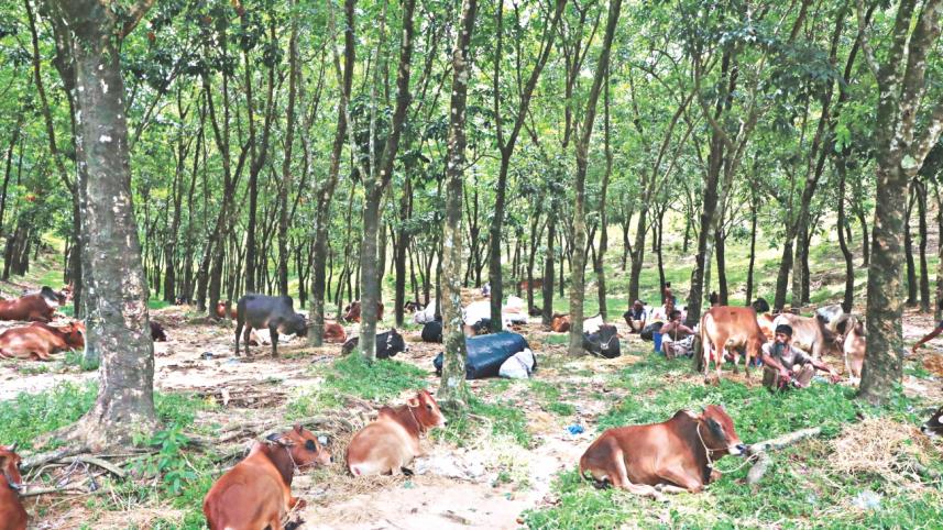 Illegal cattle markets.jpg
