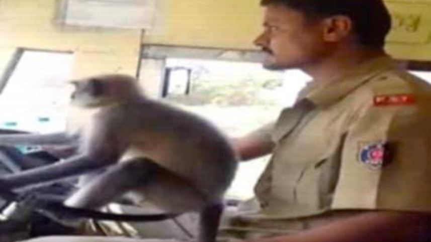 Indian bus driver.jpg