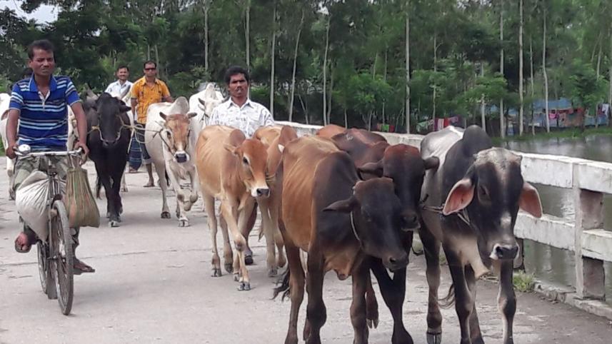 Indian cattle trade.jpg