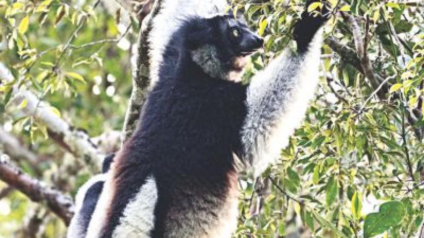 Indri.jpg