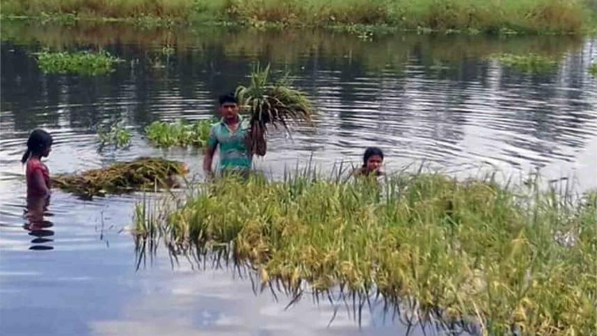 inundates paddy Rangpur.jpg