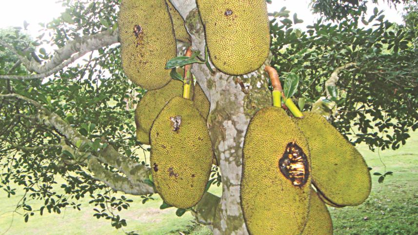 Jackfruits.jpg