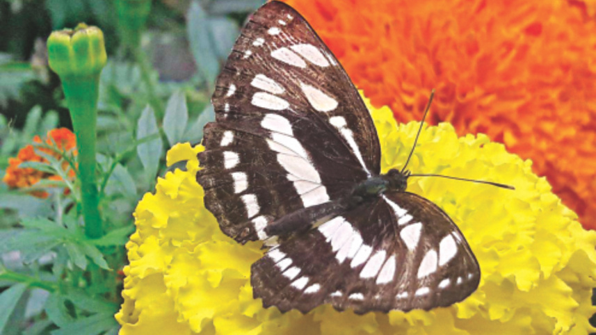 Jahangirnagar University.jpg