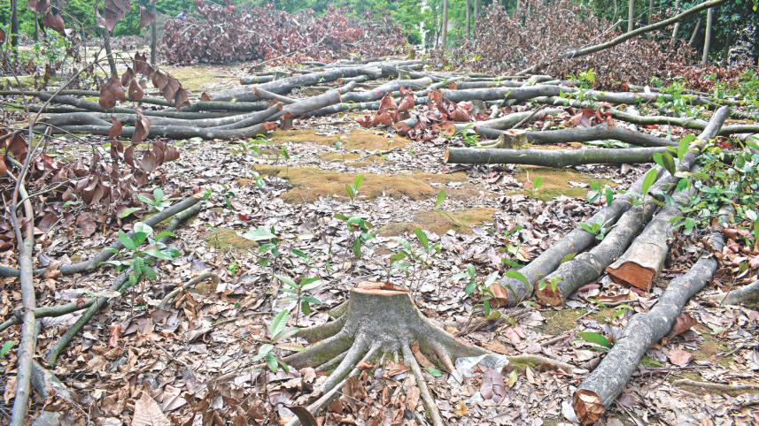 Jahangirnagar University campus 1.jpg