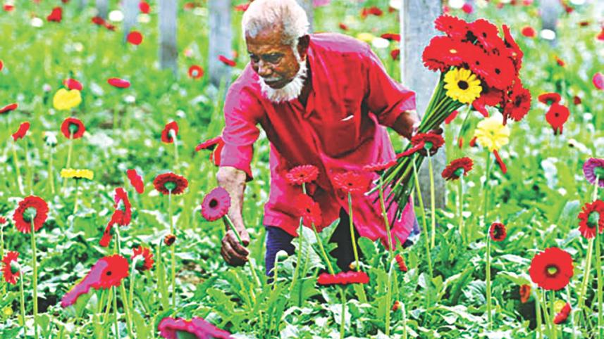 Jhikargachha Flower growers.jpg
