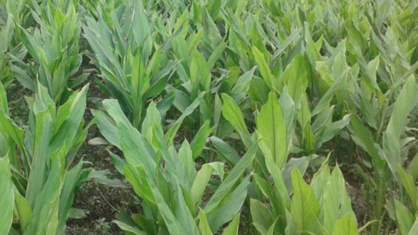 Jhikargachha upazila.jpg