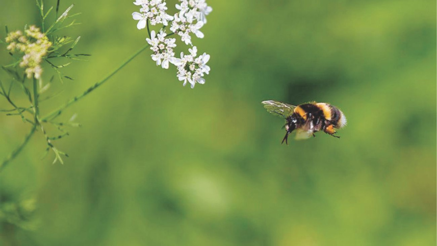 Just a Pair of Wings