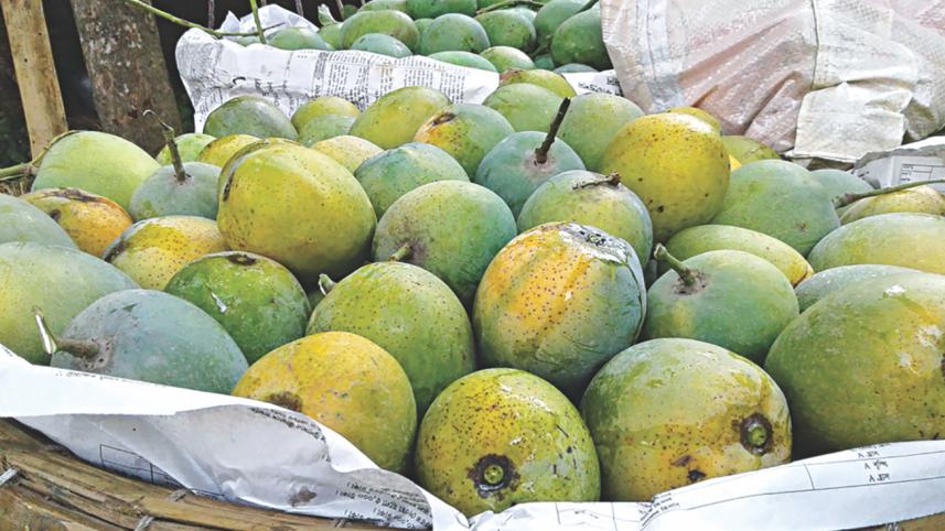 Khirsapati mangoes get GI status as Bangladeshi products