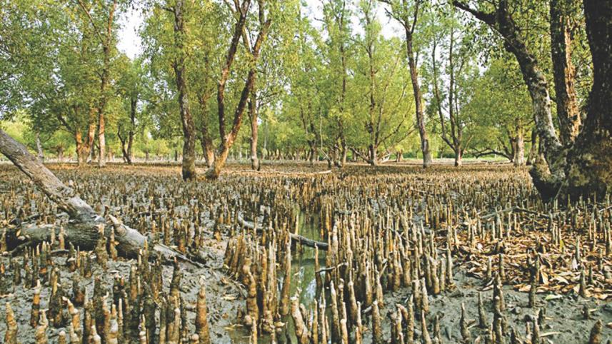 Sundarbans one of the world’s largest mangrove forests in Khulna region