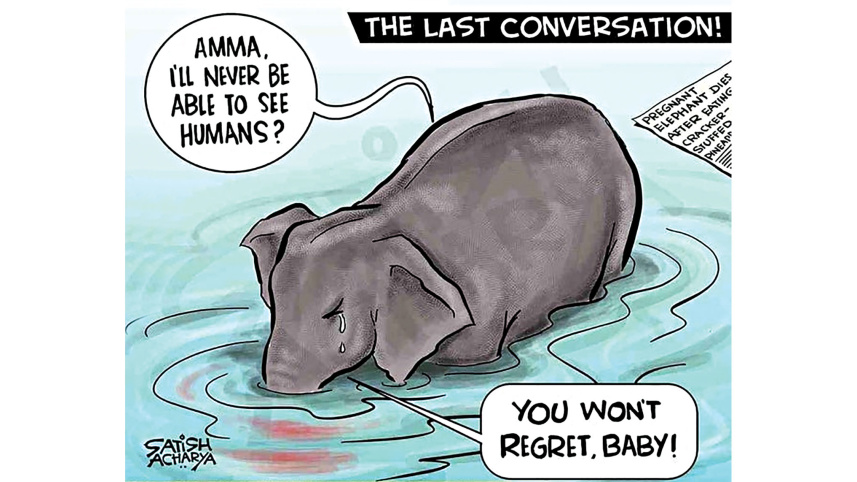 Killing-pregnant-elephant-India.jpg