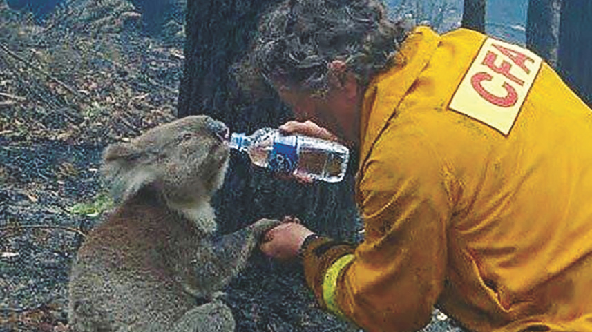 Koala.jpg