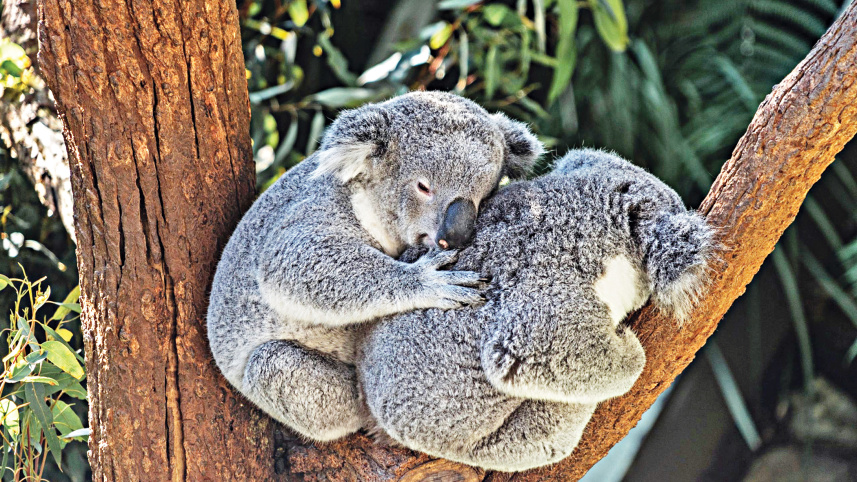 Koalas.jpg
