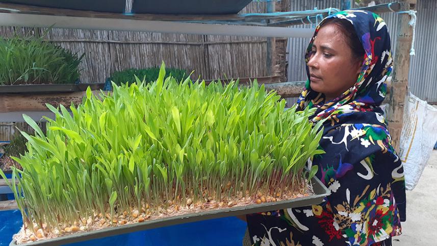 Kurigram hydroponic grass-05 (02.09).jpg