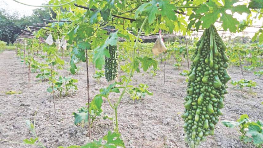 Lalmonirhat farmers1.jpg