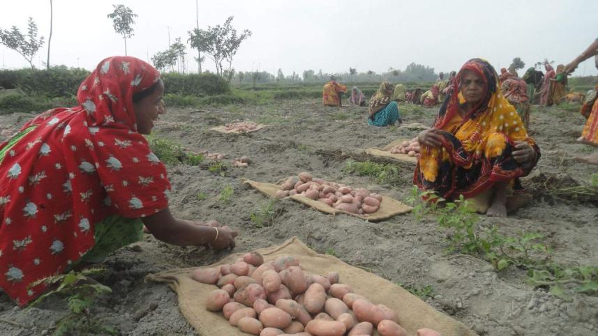 lalmonirhat potato growers.jpg