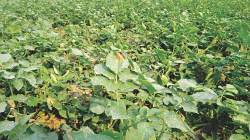 Late blight disease.jpg