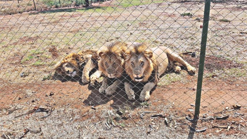 lion.jpg