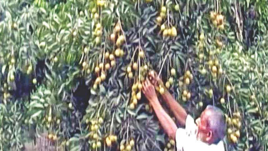 Litchi cultivation Gaibandha.jpg